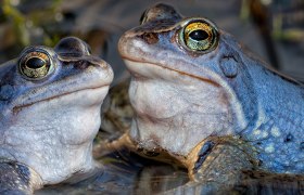 Moorfrosch zur Paarungszeit, © Wolfgang Dolak