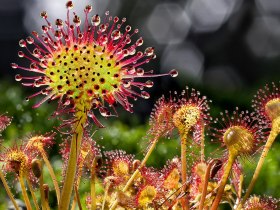 Rundblättriger Sonnentau im Naturpark Heidenreichsteiner Moor, © Wolfgang Dolak